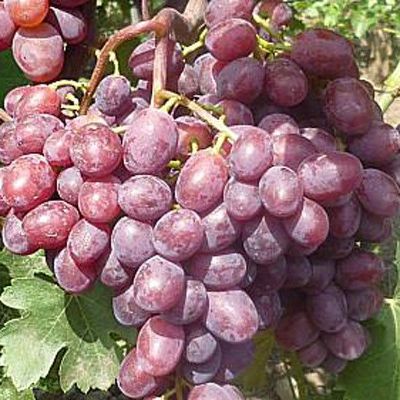 Виноград плодовый Герман (раннесредний, ягода округлая, красно-фиолетовая, очень крупная)