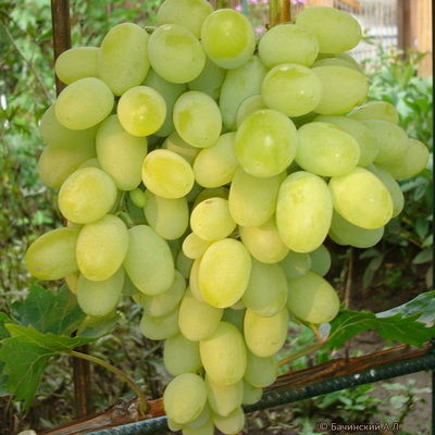 Виноград плодовый Августин (ранний, овально-яйцевидный, янтарно-белый)