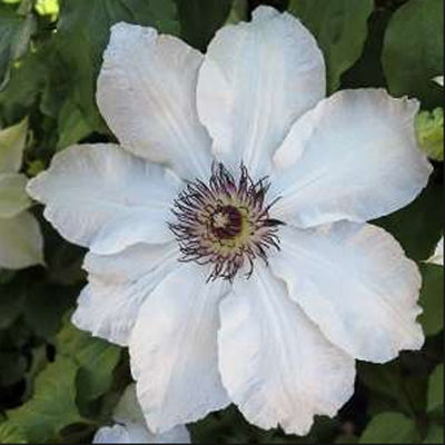 Клематис крупноцветковый Анна Каролина (белый, 1шт)