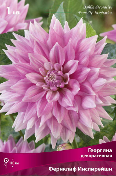 Георгина декоративная Фернклифф Инспирейшн (сиреневато-розовый, диаметр цветка 17см, 1шт, I)