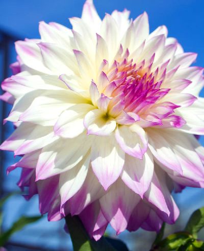 Георгина бахромчатый Цезарз Пэлас (Кремово-белый с лилово-сиреневыми прожилками, диаметр цветка 12 см, 1 шт, I)