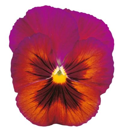 Виола крупноцветковая Динамит Вин Флеш (1уп-100шт)