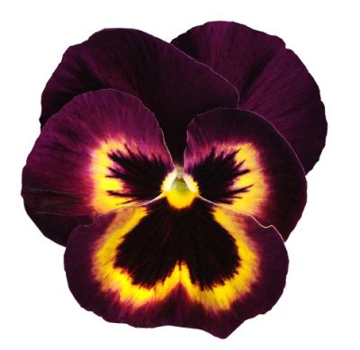 Виола крупноцветковая Матрикс Сангрия (1уп-100шт)