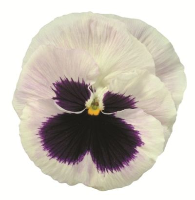 Виола крупноцветковая Пауэр Вайт виз Блотч(1уп-250шт)