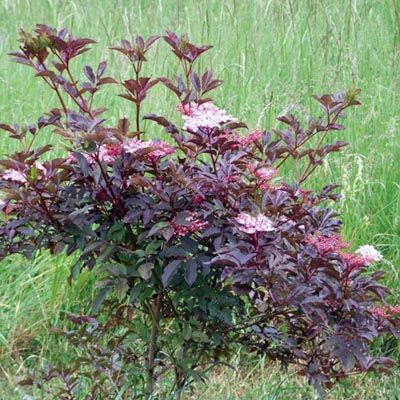 Бузина черная Тундерклоуд (листья темно-фиолетовые, цветки розовые)