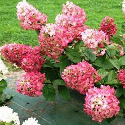Гортензия метельчатая Мега Минди (соцветия белые, осенью розово-красные)