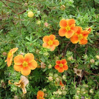 Лапчатка кустарниковая Хоплис Ориндж (цветки желто-оранжевые)