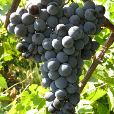 Виноград плодовый Цимлянский черный (средний, темно-синий, винный)