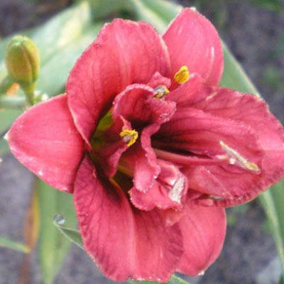 Лилейник гибридный Литтл Ред Барон (сорт с махровыми ягодно-розовыми цветками, повторное цвет,1шт,I)