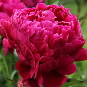 Пион травянистый Карл Розенфельд (тёмно-рубиновый,средне-поздний, для срезки, 1шт, 1-2)