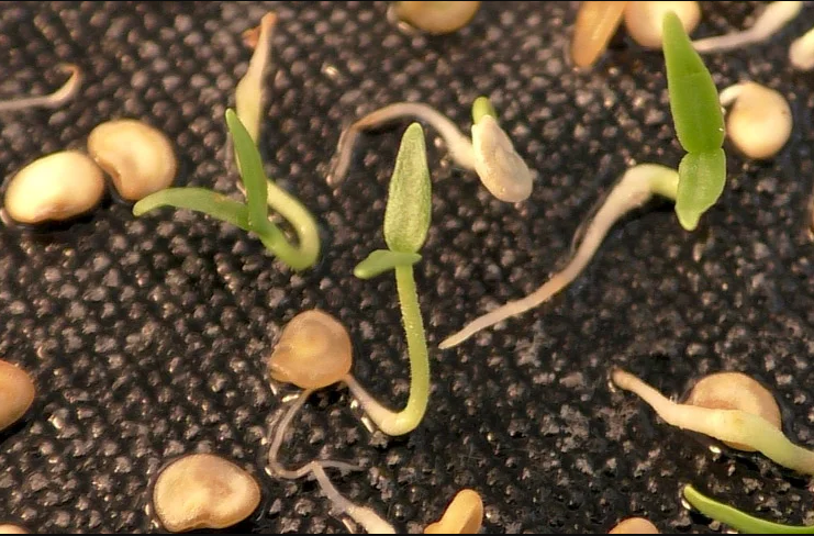 Как правильно проращивать семена?