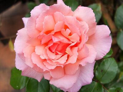 Роза плетистая Компасион (абрикосово-розовый)