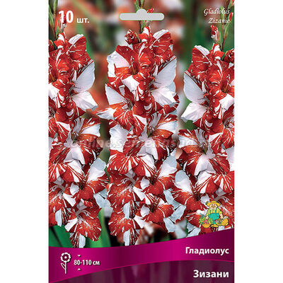 Гладиолус Крупноцветковый Зизани (двухцветный, сегментационный красно-белый, 10шт)