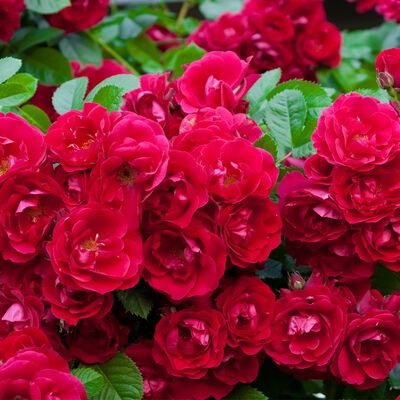 Роза почвопокровная Ред Фэйри (красный)