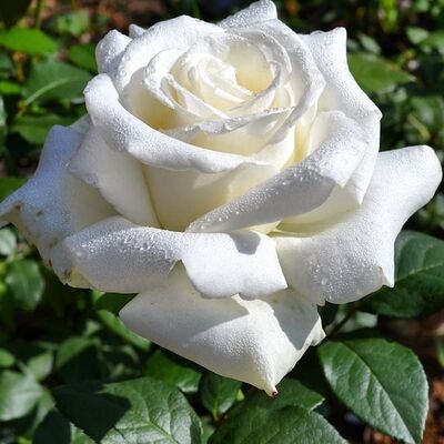 Роза чайно-гибридная Бойнга (белый)