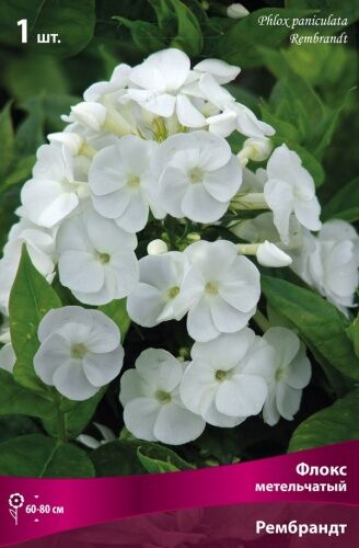 Флокс метельчатый Рембрандт (белый,соцветие среднее плотное,куст компактный, 1шт)