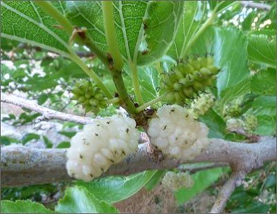 Шелковица белая Альба(лист зеленый, ягоды белые)