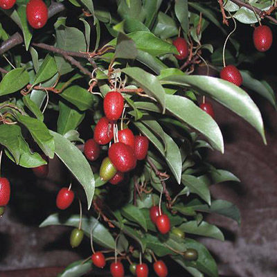 Лох многоцветковый (Гуми) (плоды яр-красн цвета с мелкими сереб. точками; созрев. в августе)