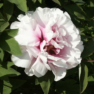 Пион древовидный обычные сорта Персиковый цвет (розовый, корончатый, средний)