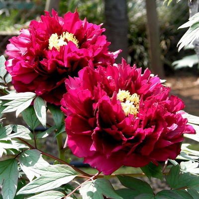 Пион древовидный обычные сорта Сад в розовом сиянии (пурпурно-красный, корончатый, средний)