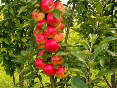 Яблоня колонновидная Арбат (в коробке) (скороспелый,бордово-красный блестящий)