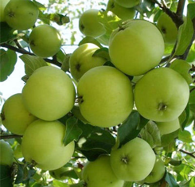 Яблоня карликовая Кроха (летний, плод бело-зеленый)