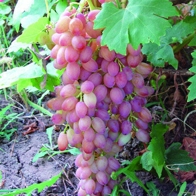 Виноград плодовый Кишмиш лучистый (ранн, розовый, удлиненно-овальн, крупн., бессемянный)