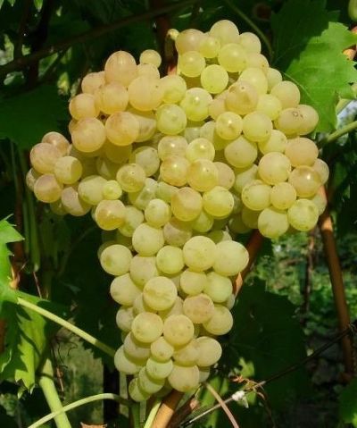 Виноград плодовый Кишмиш №342 (оч.ранн, зеленовато-золотистый, яйцевидн., бессемянный)