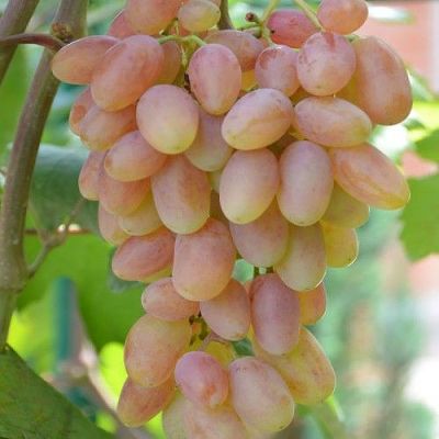 Виноград плодовый Юбилей Новочеркасска (ранний, нежно-розовый, удлиненно-овальный)