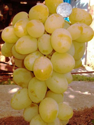 Виноград плодовый Богатяновский (ранне-средний, золотистый, яйцевидный, очень крупный)