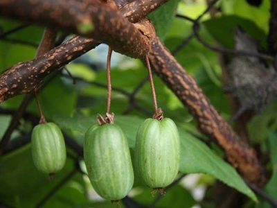 Актинидия коломикта Доктор Шимановски (самоплодный, декор листья, съед. плоды в сентябре)