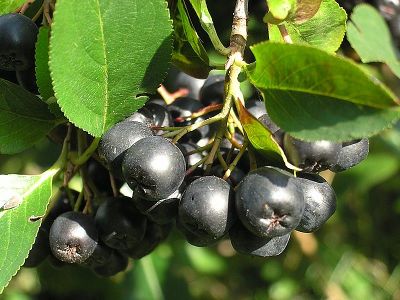 Арония черноплодная (цветы белые, плоды черные, высота до 3м)