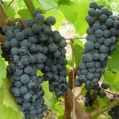 Виноград плодовый Левокумский (средний, черный, круглый)