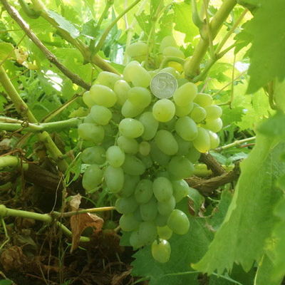 Виноград плодовый Гарольд (оч. ранний, янтарно-желтый, овальный, крупный)