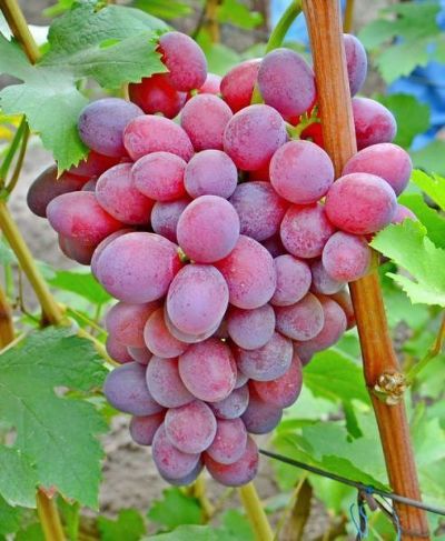 Виноград плодовый По10рок Несветая (очень ранний, темно-красно-фиолетовый, оч. крупный)