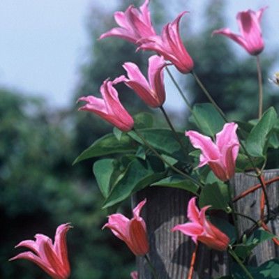 Клематис ботанический 10чес оф Албани (розовый, тюльпановидный, 1шт)