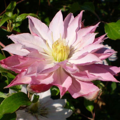 Клематис крупноцветковый Виолет Элизабет (светло-розовый, полумахровый)