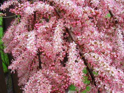 Тамарикс четырехтычинковый Африкана (цветки розовые)
