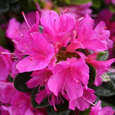 Азалия японская Гейша Пёпл (цветки пурпурные)