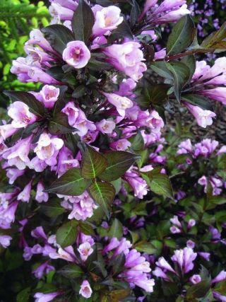 Вейгела цветущая Нана Пурпуреа (цветки темно-розовые)