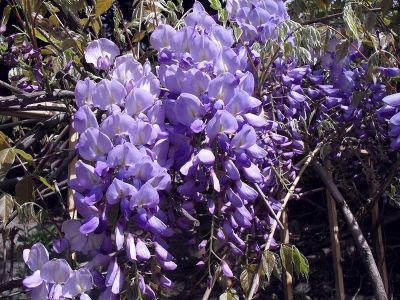 Глициния китайская (цветки фиолетовые в длинных соцветиях, лиана)