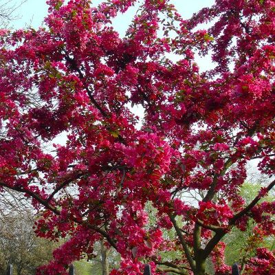 Яблоня декоративная Роялти (лист темно-красный, цветки розовые)