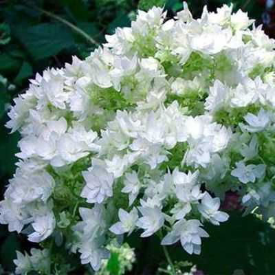 Гортензия древовидная Хайес Старберст (цветки белые, махровые)