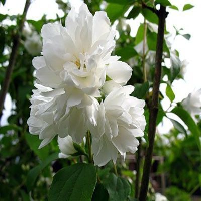 Жасмин садовый (Чубушник) Букет Бланк (цветки белые, махровые, высота куста 1.5м)