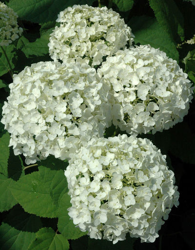 Гортензия древовидная Анабель (цветки кремово-белые в крупных соцветиях)