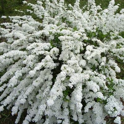 Спирея Аргута (цветки белые, высота куста 2м)