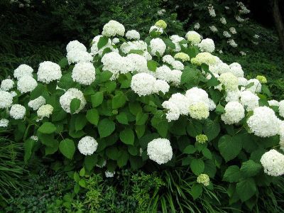 Гортензия древовидная Грандифлора (цветки кремово-белые в крупных соцветиях)