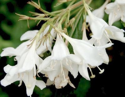 Вейгела цветущая Канди10 (цветки белые)