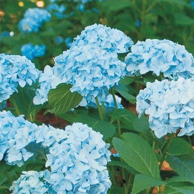 Гортензия крупнолистовая Мини Пенни (цветки голубые)