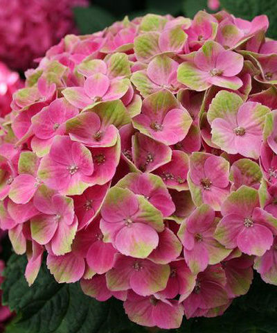 Гортензия крупнолистовая Мэджикал Аметист (цветки розовые с зеленой окантовкой)